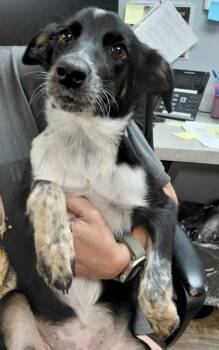ORIE -  Spaniel and Mixed Breed Dog for Adoption in Conway, Arkansas - ORIE | PetCurious