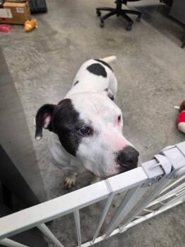 Tarmac -  Pit Bull Terrier and Mixed Breed Dog for Adoption in Seagoville, Texas - Tarmac | PetCurious