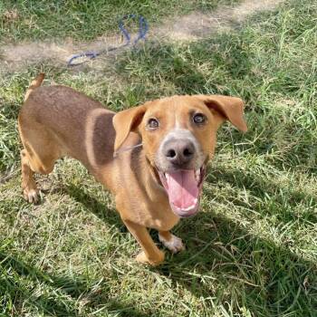 Rescue Labrador Retriever Dogs for Adoption in Pittsburgh, Pennsylvania - Scrappy (Scooby) | PetCurious
