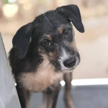 Axel -  Labrador Retriever Dog for Adoption in New York, New York - Axel | PetCurious