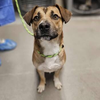 Rescue Mixed Breed Dogs for Adoption in Martinsville, Virginia - Mr. Squash | PetCurious