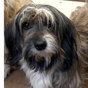 Havanese and Terrier Dogs Available for Adoption - Rupert | PetCurious