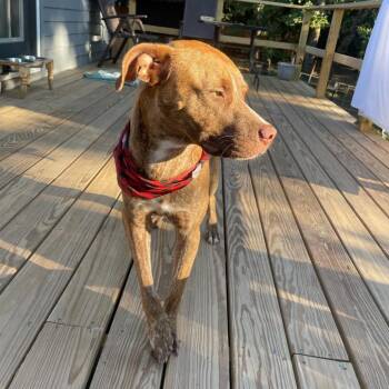 Cowboy Charlie -  Pit Bull Terrier Dog for Adoption in Dallas, Texas - Cowboy Charlie | PetCurious