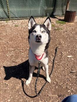 Siberian Husky Dogs Available for Adoption in Leesburg, Virginia - KANO | PetCurious