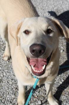 Rescue Labrador Retriever Dogs for Adoption in Morgantown, Kentucky - Simba | PetCurious