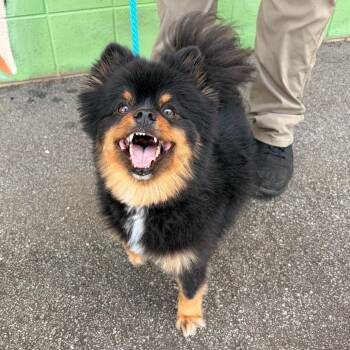 Mozart -  Pomeranian Dog for Adoption in Franklin, North Carolina - Mozart | PetCurious