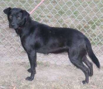 Rescue Shepherd Dogs for Adoption in Forrest City, Arkansas - Rose | PetCurious