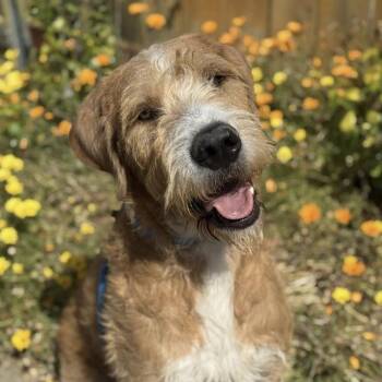 Labrador Retriever and Poodle Dogs Available for Adoption in San Diego, California - Spike | PetCurious