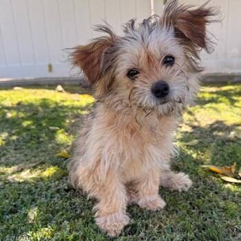 Poodle Dogs Available for Adoption - Fiona | PetCurious