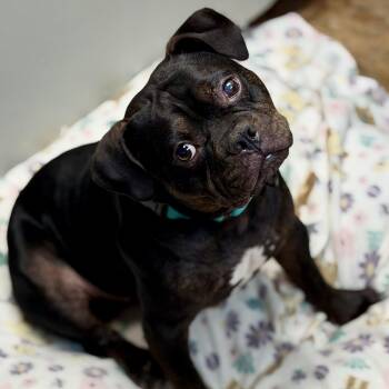 HOBBIT - ARRIVING IN MAINE JUNE 27TH -  Mixed Breed Dog for Adoption in Berwick, Maine - HOBBIT - ARRIVING IN MAINE JUNE 27TH | PetCurious