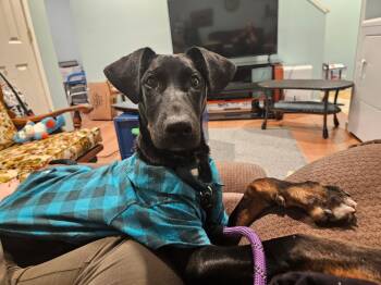 Doberman Pinscher Dogs Available for Adoption - Titan | PetCurious