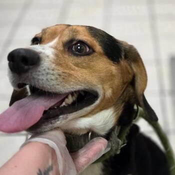 Mixed Breed Dogs Available for Adoption in Charleston, West Virginia - Pepsi Aka Chuck | PetCurious