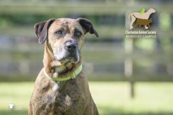 05385B Flint -  Terrier and Mixed Breed Dog for Adoption in North Charleston, South Carolina - 05385B Flint | PetCurious