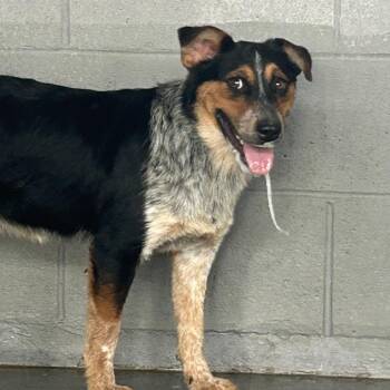 Gretchen -  Australian Cattle Dog Blue Heeler and Mixed Breed Dog for Adoption in West Point, Mississippi - Gretchen | PetCurious