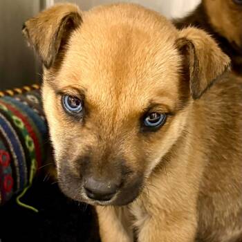 Rescue Rottweiler and Mixed Breed Dogs for Adoption in Los Angeles, California - Kenzo A2245531 | PetCurious