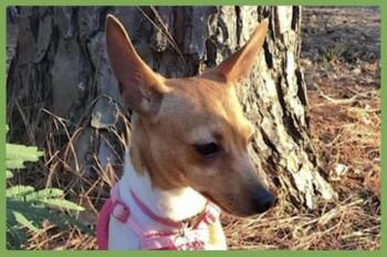 Little Debbie -  Toy Fox Terrier and Rat Terrier Dog for Adoption in Amherst, Massachusetts - Little Debbie | PetCurious