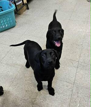 Gertrude -  Labrador Retriever and Rottweiler Dog for Adoption in Saginaw, Michigan - Gertrude | PetCurious