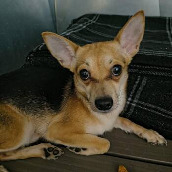 Chihuahua Dogs Available for Adoption in Moses Lake, Washington - Brent | PetCurious