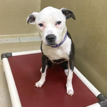 Pit Bull Terrier Dogs Available for Adoption in Monroe, Georgia - Bella #23008 | PetCurious