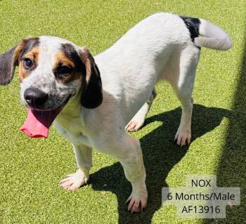 Treeing Walker Coonhound and Mixed Breed Dogs Available for Adoption - Nox | PetCurious