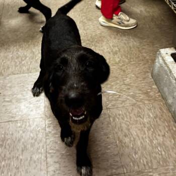 Barbie -  German Wirehaired Pointer and Standard Poodle Dog for Adoption in Parrish, Alabama - Barbie | PetCurious