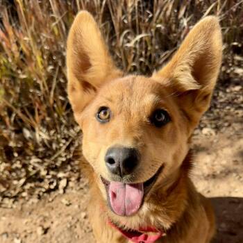 Rescue Mixed Breed Dogs for Adoption in Moab, Utah - Zelda | PetCurious