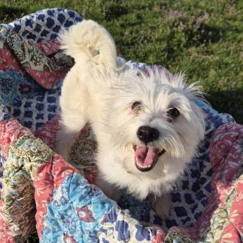 West Highland White Terrier Westie Dogs Available for Adoption - Bunny | PetCurious