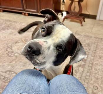Atlas -  American Staffordshire Terrier and American Bulldog Dog for Adoption in Austin, Texas - Atlas | PetCurious