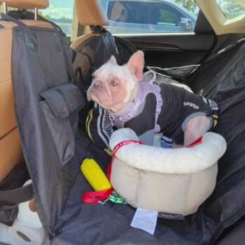 Lola -  French Bulldog Dog for Adoption in Austin, Texas - Lola | PetCurious