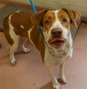 MOCHI -  Mixed Breed Dog for Adoption in Columbia, South Carolina - MOCHI | PetCurious