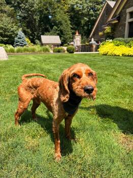 Calvin -  Cockapoo Dog for Adoption in Thornwood, New York - Calvin | PetCurious