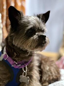 Lilli Beth -  Terrier Dog for Adoption in Harrison, New York - Lilli Beth | PetCurious