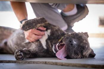 Bjorn -  Mastiff and Pit Bull Terrier Dog for Adoption in Twentynine Palms, California - Bjorn | PetCurious
