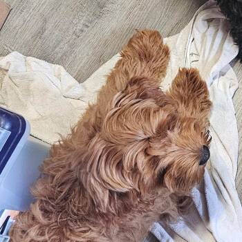 Astro -  Miniature Poodle Dog for Adoption in Mount Vernon, Arkansas - Astro | PetCurious