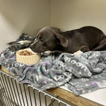 June Bug -  Pit Bull Terrier Dog for Adoption in Anahuac, Texas - June Bug | PetCurious