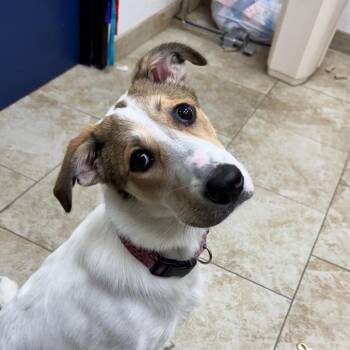 Petunia -  Mixed Breed Dog for Adoption in Galveston, Texas - Petunia | PetCurious