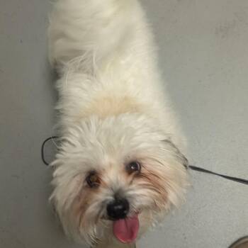 Itty Bitty -  Maltese and Shih Tzu Dog for Adoption in Charlottesville, Virginia - Itty Bitty | PetCurious