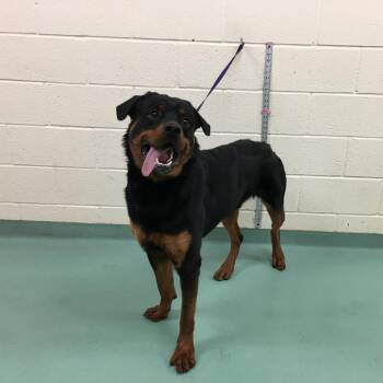 Mixed Breed Dogs Available for Adoption in Memphis, Tennessee - ShortLine | PetCurious