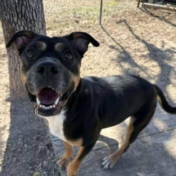Staffordshire Bull Terrier and Rottweiler Dogs Available for Adoption in Center Point, Texas - Freida | PetCurious