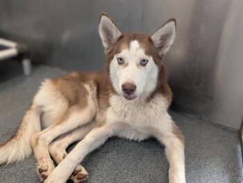 Husky Dogs Available for Adoption in Dallas, Texas - NAELIA | PetCurious