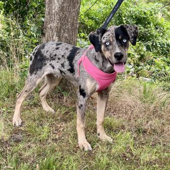 Timbo -  Catahoula Leopard Dog Dog for Adoption in East Hampton, New York - Timbo | PetCurious