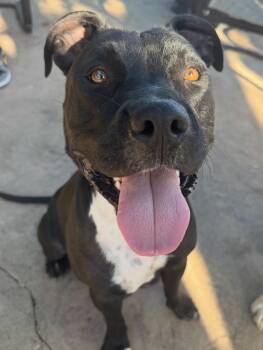 Rescue Pit Bull Terrier Dogs for Adoption in Lincoln, California - Jasmine | PetCurious