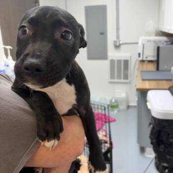Foster will name_2 -  Mixed Breed Dog for Adoption in Bismarck, North Dakota - Foster Will Name_2 | PetCurious