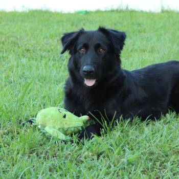 Flat Coated Retriever Dogs Available for Adoption - Arie | PetCurious