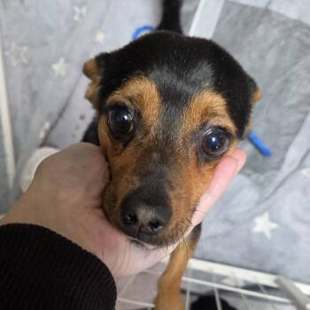 Ryland Grace (Proj Hail Mary) -  Chihuahua Dog for Adoption in Redmond, Washington - Ryland Grace (Proj Hail Mary) | PetCurious