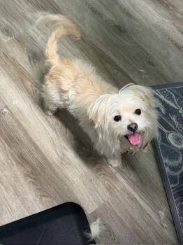 Morkie Dogs Available for Adoption in Lafayette, California - Lina | PetCurious