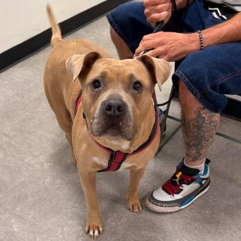 Lexi -  Pit Bull Terrier Dog for Adoption in Philadelphia, Pennsylvania - Lexi | PetCurious