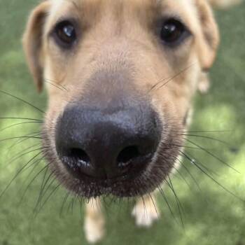 Labrador Retriever Dogs Available for Adoption in Hilton Head Island, South Carolina - Bodie | PetCurious