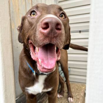 Rescue Labrador Retriever and Catahoula Leopard Dog Dogs for Adoption in New Orleans, Louisiana - Duke | PetCurious