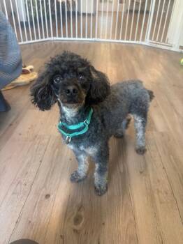 Prince Ali -  Poodle Dog for Adoption in New Milford, Connecticut - Prince Ali | PetCurious